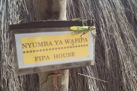 Ein sehr großer Grashüpfer, der auf einem Schild im Village Museum in Dar es Salaam sitzt. Auf dem Schild, an einem Baumstamm befestigt ist, steht "NYUMBA YA WAFIPA / FIPA HOUSE". Im Hintergrund ist ein Strohdach.