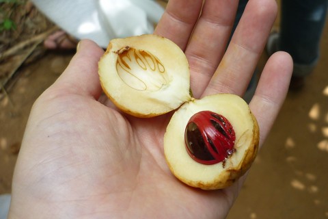 Das Bild zeigt die Frucht eines Muskatnussbaums.