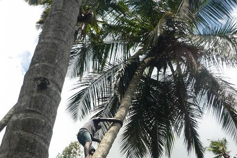 Das Bild zeigt einen Mann, der eine Palme hinauf klettert.