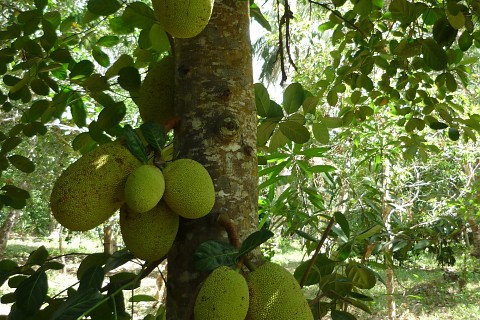 Das Foto zeigt einen Jackfrucht-Baum mit reifen Früchten
