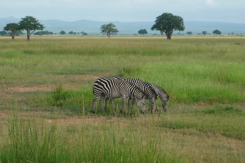 Das Foto zeigt drei hintereinander stehende und grasende Zebras