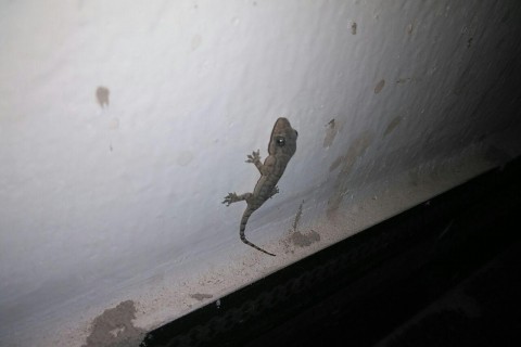 Ein Gekko, der an eine weißen Wand sitzt.