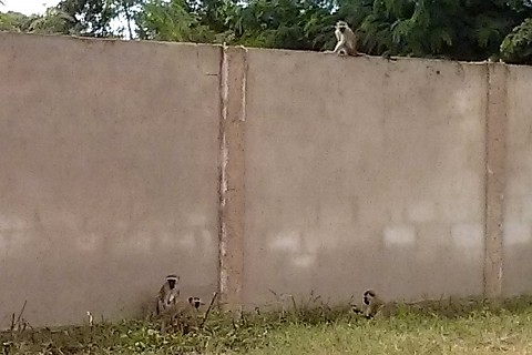 Das Bild zeigt vier Affen, die auf und vor einer Mauer sitzen